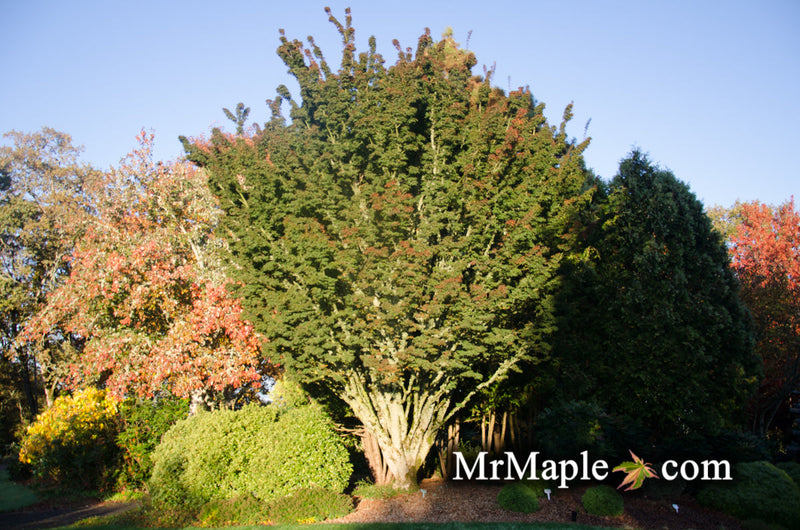 - FOR PICKUP ONLY | Acer palmatum 'Shishigashira' Lion's Head Japanese Maple | DOES NOT SHIP - Mr Maple │ Buy Japanese Maple Trees