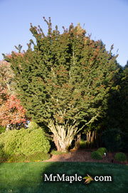 - FOR PICKUP ONLY | Acer palmatum 'Shishigashira' Lion's Head Japanese Maple | DOES NOT SHIP - Mr Maple │ Buy Japanese Maple Trees