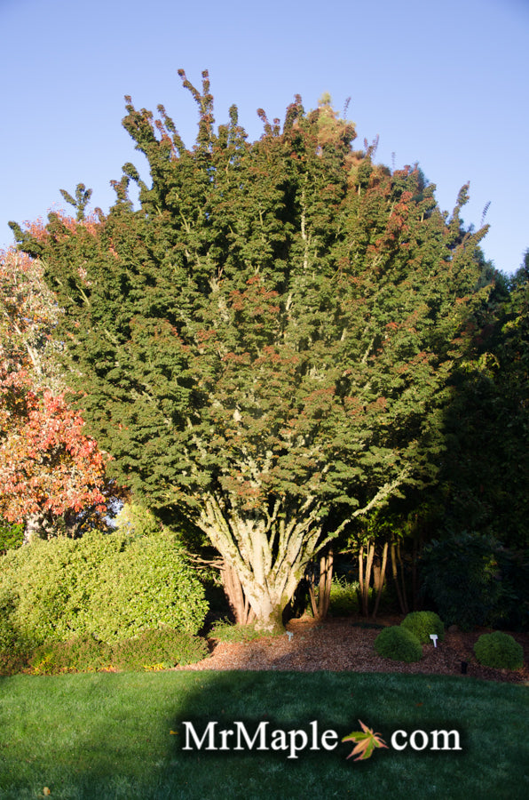- FOR PICKUP ONLY | Acer palmatum 'Shishigashira' Lion's Head Japanese Maple | DOES NOT SHIP - Mr Maple │ Buy Japanese Maple Trees