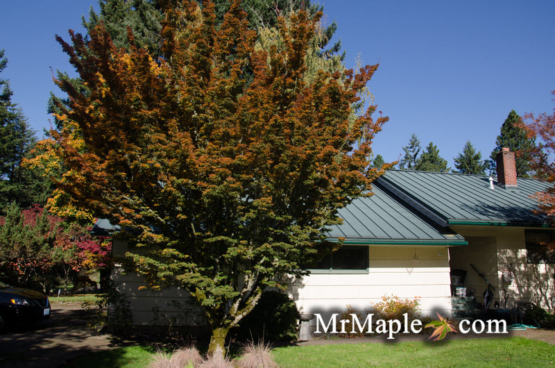 - FOR PICKUP ONLY | Acer palmatum 'Shishigashira' Lion's Head Japanese Maple | DOES NOT SHIP - Mr Maple │ Buy Japanese Maple Trees