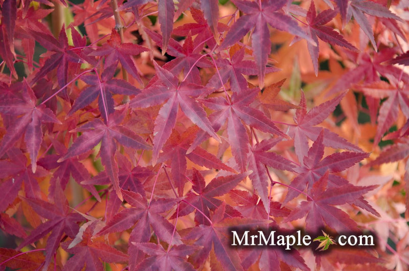 - FOR PICK UP ONLY | Acer palmatum 'Golden Falls' Weeping Golden Japanese Maple | DOES NOT SHIP - Mr Maple │ Buy Japanese Maple Trees