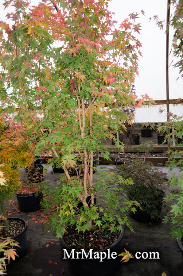 - Acer palmatum 'Gold Digger' Yellow Coral Bark Japanese Maple - Mr Maple │ Buy Japanese Maple Trees