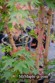 - Acer palmatum 'Gold Digger' Yellow Coral Bark Japanese Maple - Mr Maple │ Buy Japanese Maple Trees