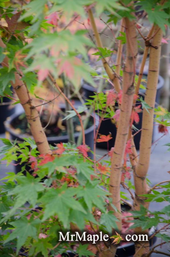 - Acer palmatum 'Gold Digger' Yellow Coral Bark Japanese Maple - Mr Maple │ Buy Japanese Maple Trees