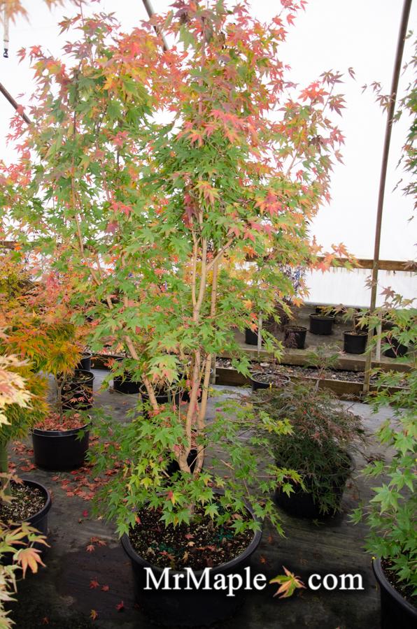 - Acer palmatum 'Gold Digger' Yellow Coral Bark Japanese Maple - Mr Maple │ Buy Japanese Maple Trees