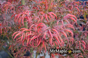 - FOR PICK UP ONLY | Acer palmatum 'Peve Starfish' Japanese Maple | DOES NOT SHIP - Mr Maple │ Buy Japanese Maple Trees