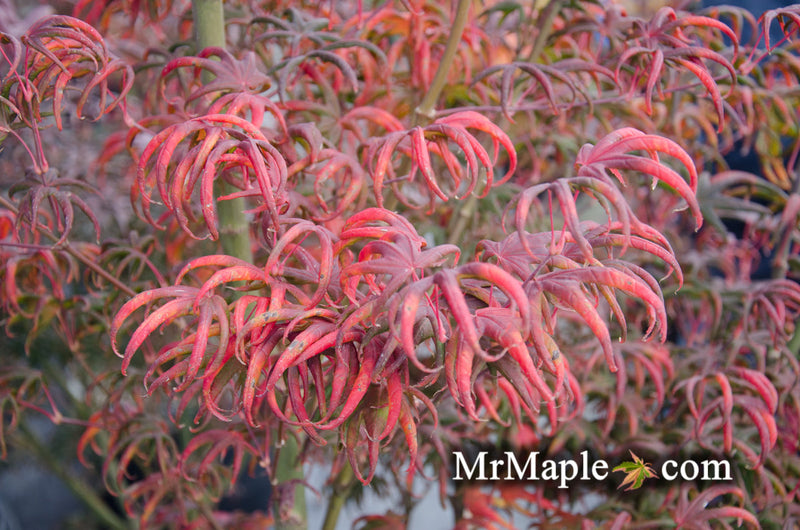 - FOR PICK UP ONLY | Acer palmatum 'Peve Starfish' Japanese Maple | DOES NOT SHIP - Mr Maple │ Buy Japanese Maple Trees