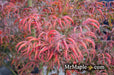 - FOR PICK UP ONLY | Acer palmatum 'Peve Starfish' Japanese Maple | DOES NOT SHIP - Mr Maple │ Buy Japanese Maple Trees