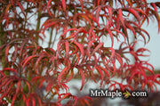 - FOR PICK UP ONLY | Acer palmatum 'Peve Starfish' Japanese Maple | DOES NOT SHIP - Mr Maple │ Buy Japanese Maple Trees
