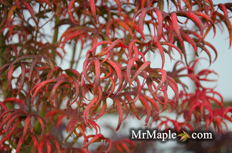 - FOR PICK UP ONLY | Acer palmatum 'Peve Starfish' Japanese Maple | DOES NOT SHIP - Mr Maple │ Buy Japanese Maple Trees