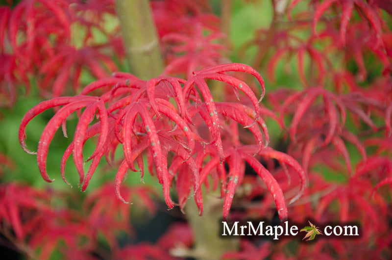 - FOR PICK UP ONLY | Acer palmatum 'Peve Starfish' Japanese Maple | DOES NOT SHIP - Mr Maple │ Buy Japanese Maple Trees