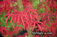 - FOR PICK UP ONLY | Acer palmatum 'Peve Starfish' Japanese Maple | DOES NOT SHIP - Mr Maple │ Buy Japanese Maple Trees