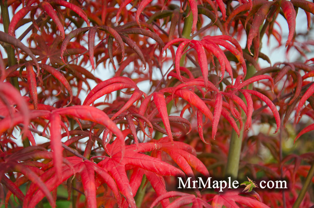 FOR PICK UP ONLY | Acer palmatum 'Peve Starfish' Japanese Maple | DOES NOT SHIP