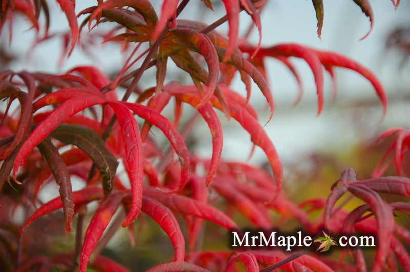 - FOR PICK UP ONLY | Acer palmatum 'Peve Starfish' Japanese Maple | DOES NOT SHIP - Mr Maple │ Buy Japanese Maple Trees