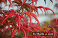 - FOR PICK UP ONLY | Acer palmatum 'Peve Starfish' Japanese Maple | DOES NOT SHIP - Mr Maple │ Buy Japanese Maple Trees