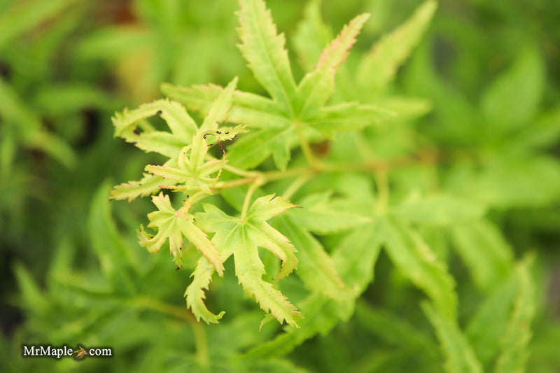 Acer pseudosieboldianum 'Origami' Rare Japanese Maple