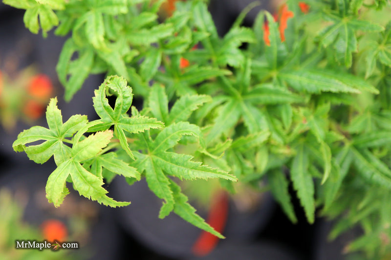 Acer pseudosieboldianum 'Origami' Rare Japanese Maple