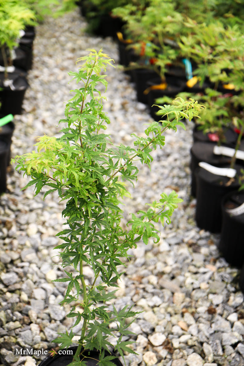 Acer pseudosieboldianum 'Origami' Rare Japanese Maple