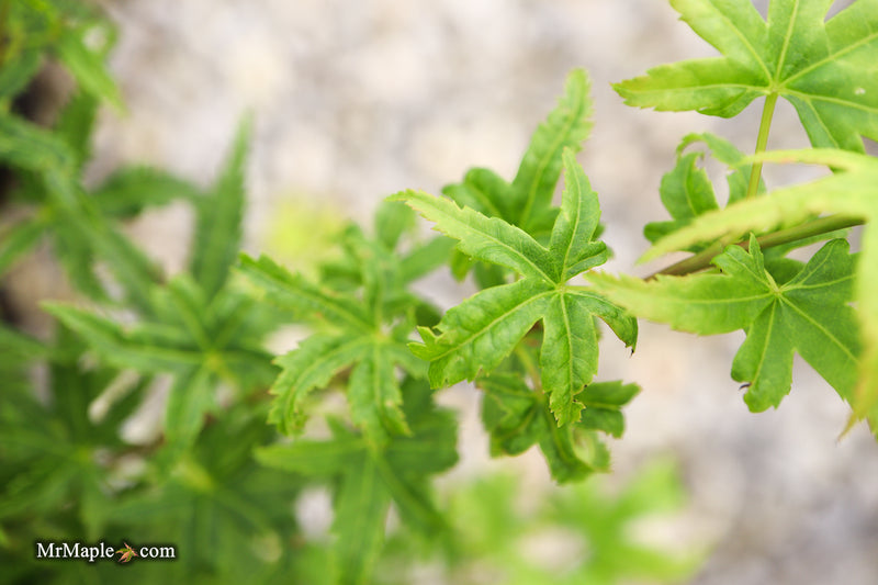 Acer pseudosieboldianum 'Origami' Rare Japanese Maple