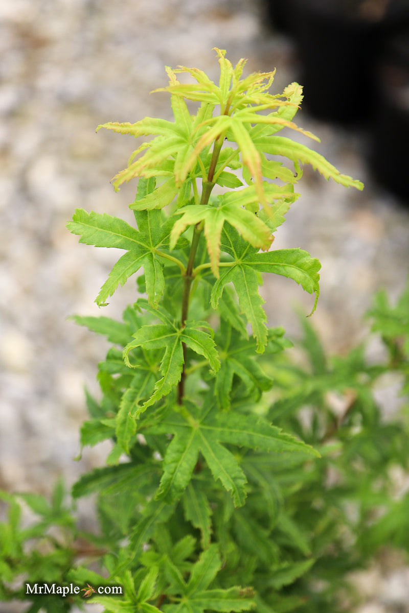 Acer pseudosieboldianum 'Origami' Rare Japanese Maple