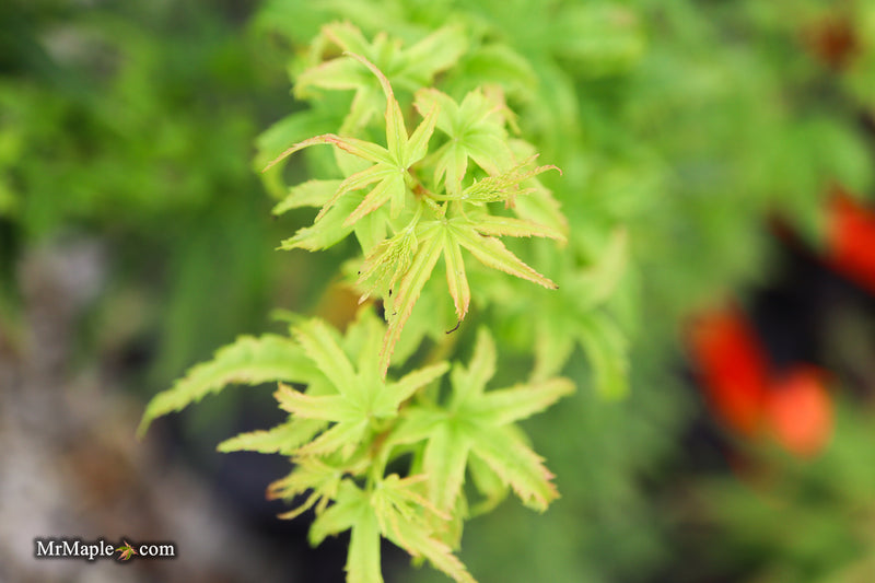 Acer pseudosieboldianum 'Origami' Rare Japanese Maple