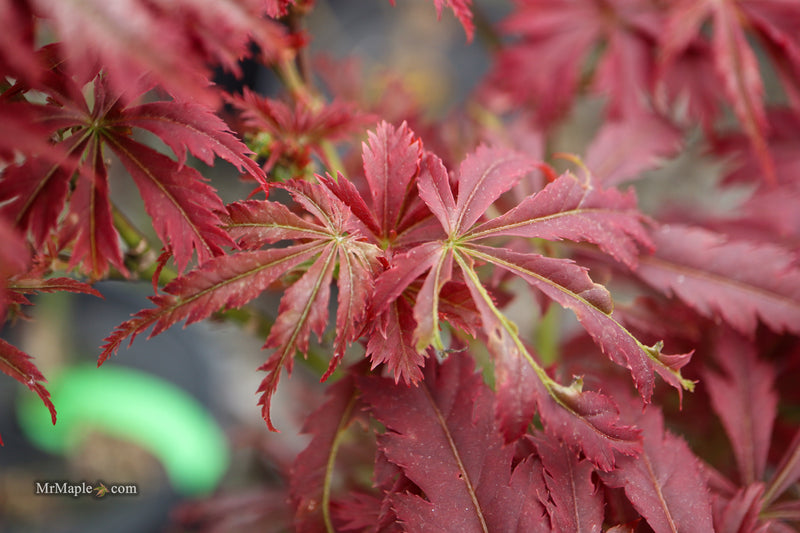 Acer palmatum 'Orion' Dwarf Red Japanese Maple