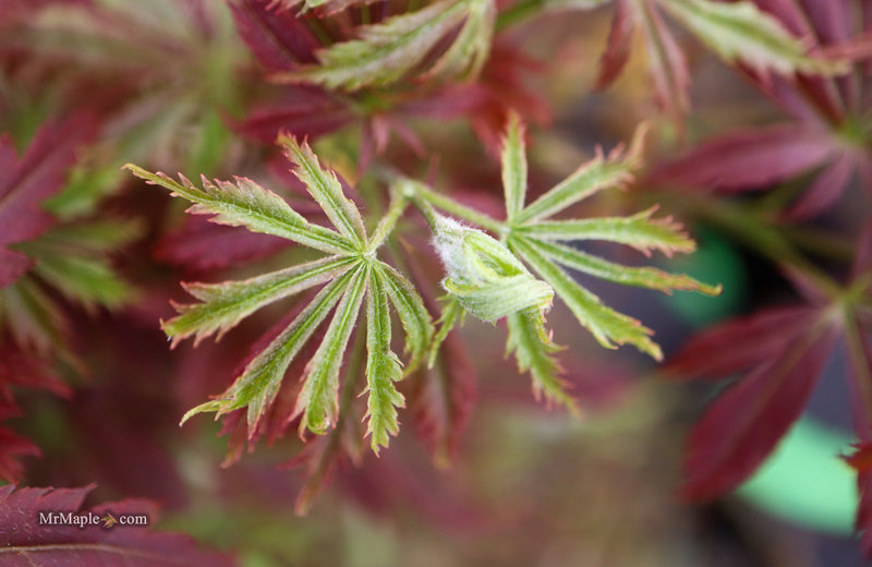 Acer palmatum 'Orion' Dwarf Red Japanese Maple
