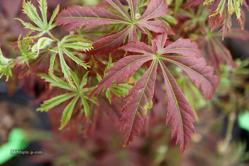 Acer palmatum 'Orion' Dwarf Red Japanese Maple