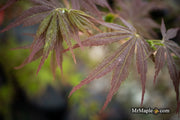 - Acer palmatum 'Orion' Dwarf Red Japanese Maple - Mr Maple │ Buy Japanese Maple Trees