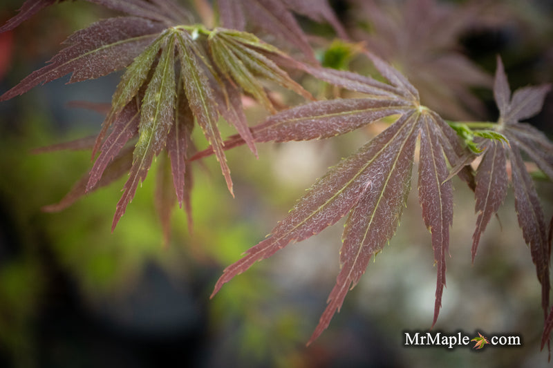 - Acer palmatum 'Orion' Dwarf Red Japanese Maple - Mr Maple │ Buy Japanese Maple Trees