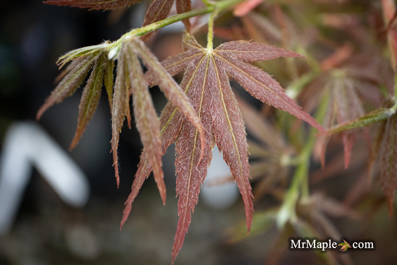 - Acer palmatum 'Orion' Dwarf Red Japanese Maple - Mr Maple │ Buy Japanese Maple Trees