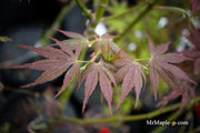 - Acer palmatum 'Orion' Dwarf Red Japanese Maple - Mr Maple │ Buy Japanese Maple Trees