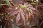 - Acer palmatum 'Orion' Dwarf Red Japanese Maple - Mr Maple │ Buy Japanese Maple Trees