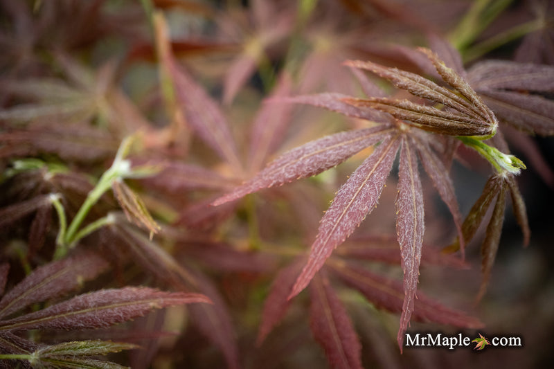 - Acer palmatum 'Orion' Dwarf Red Japanese Maple - Mr Maple │ Buy Japanese Maple Trees