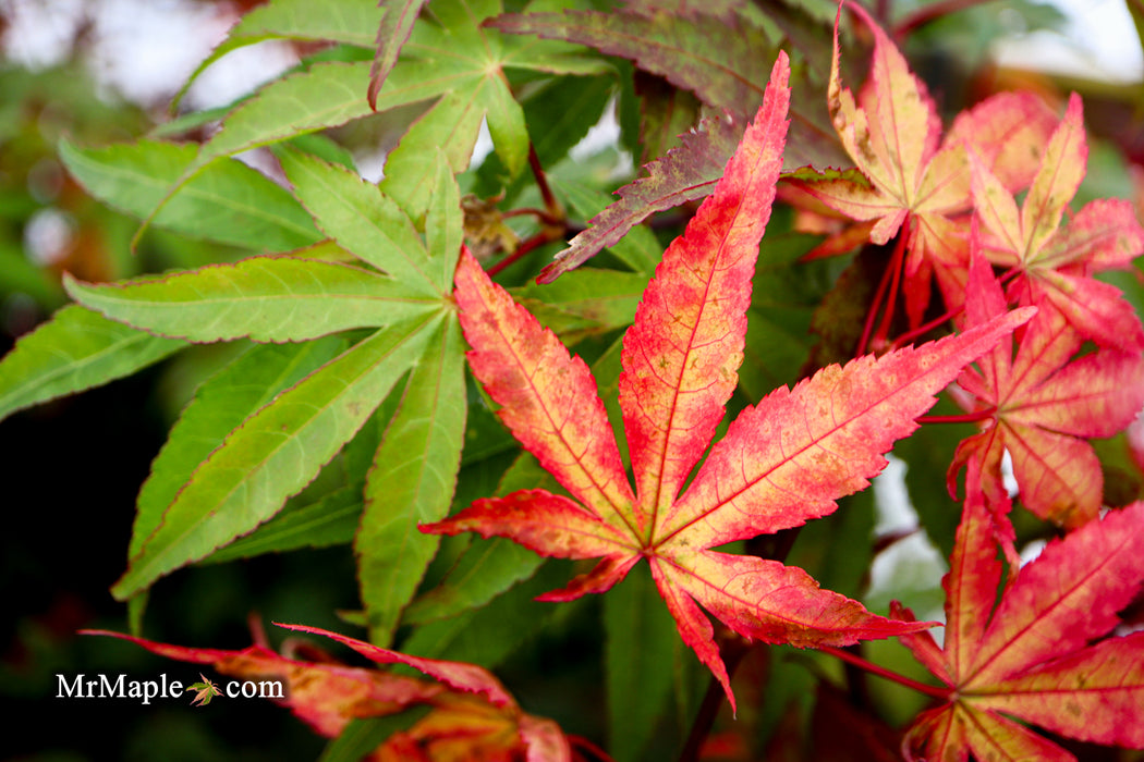 Acer palmatum 'Osakazuki' Japanese Maple