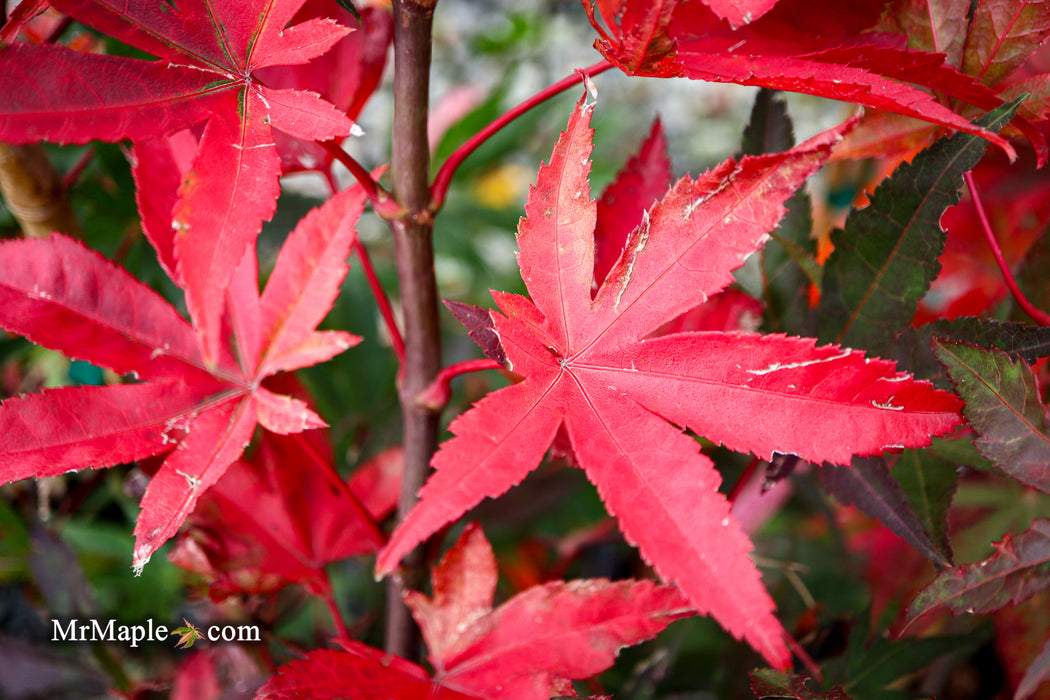 Acer palmatum 'Osakazuki' Japanese Maple