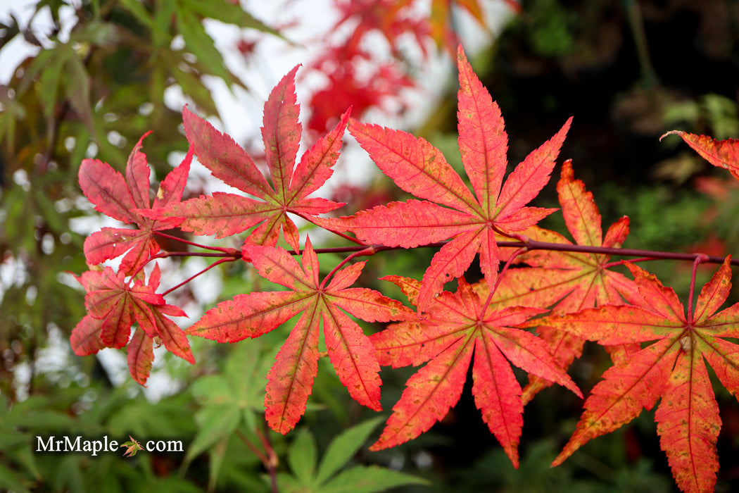 Acer palmatum 'Osakazuki' Japanese Maple