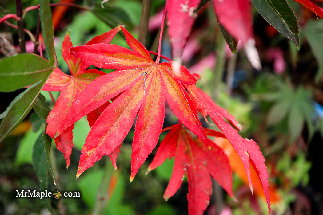 Acer palmatum 'Osakazuki' Japanese Maple