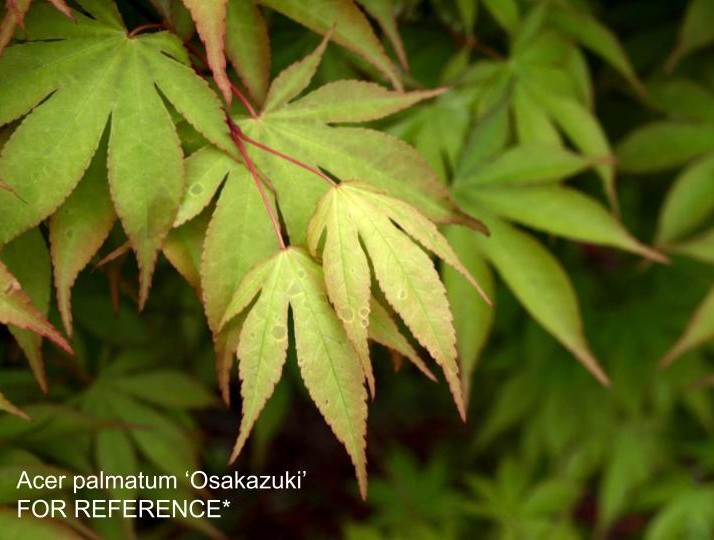Acer palmatum 'Osakazuki Broom' Japanese Maple