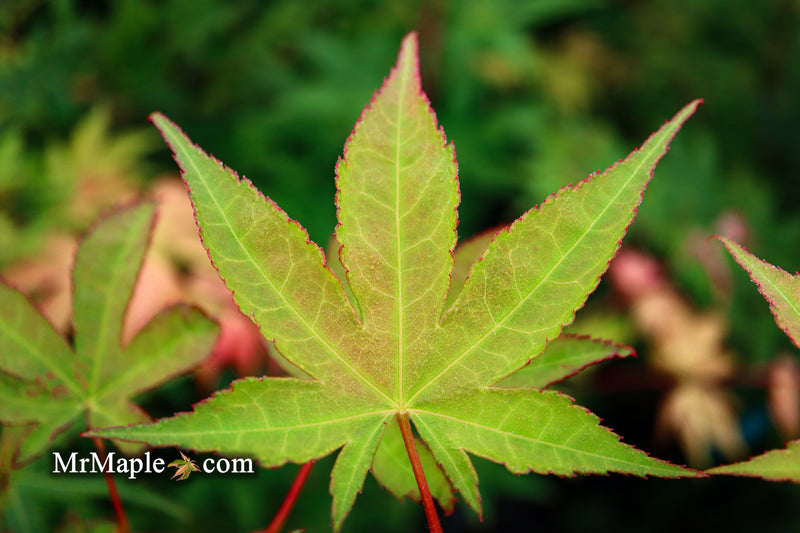- Acer palmatum 'Osakazuki' Japanese Maple - Mr Maple │ Buy Japanese Maple Trees