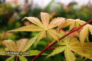 - Acer palmatum 'Osakazuki' Japanese Maple - Mr Maple │ Buy Japanese Maple Trees