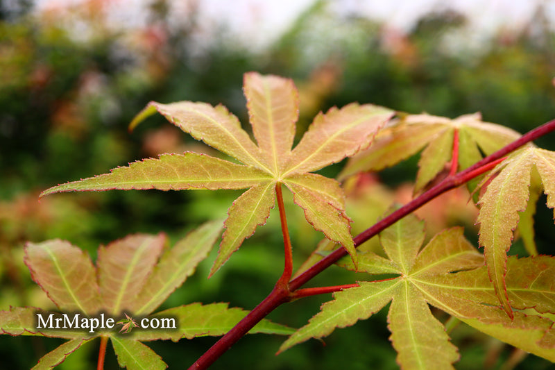 - Acer palmatum 'Osakazuki' Japanese Maple - Mr Maple │ Buy Japanese Maple Trees