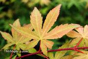 - Acer palmatum 'Osakazuki' Japanese Maple - Mr Maple │ Buy Japanese Maple Trees