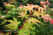- Acer palmatum 'Osakazuki' Japanese Maple - Mr Maple │ Buy Japanese Maple Trees