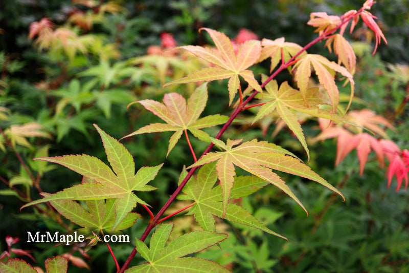 - Acer palmatum 'Osakazuki' Japanese Maple - Mr Maple │ Buy Japanese Maple Trees