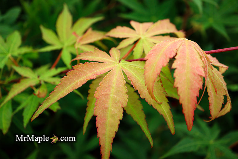 - Acer palmatum 'Osakazuki' Japanese Maple - Mr Maple │ Buy Japanese Maple Trees