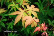 - Acer palmatum 'Osakazuki' Japanese Maple - Mr Maple │ Buy Japanese Maple Trees