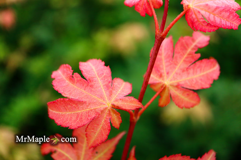 - Acer palmatum 'Osakazuki' Japanese Maple - Mr Maple │ Buy Japanese Maple Trees