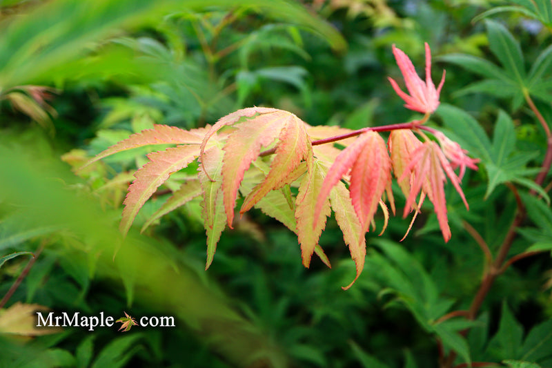 - Acer palmatum 'Osakazuki' Japanese Maple - Mr Maple │ Buy Japanese Maple Trees