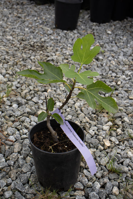 Ficus carica 'Osborne Prolific' Mediterranean Fig Tree